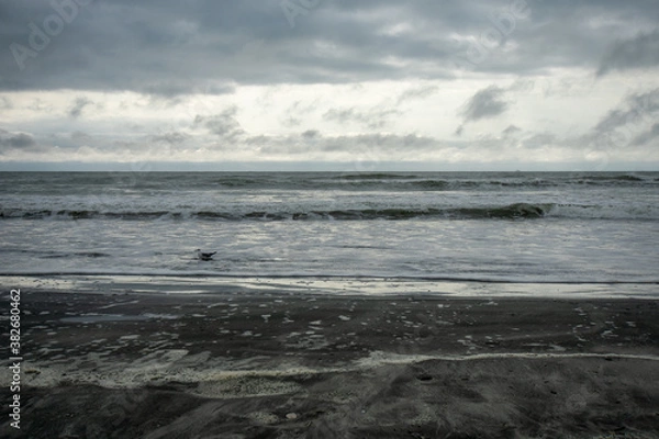 Obraz One Seagull Playing in the Ocean With a Dramatic Stormy Sky Behind It
