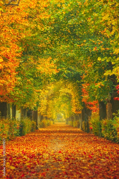 Fototapeta Golden autumn in a park with paths and benches, people walking in nature.