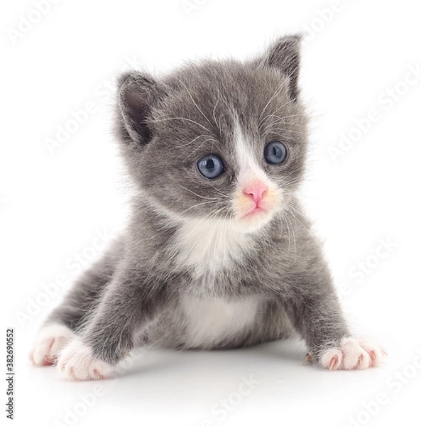 Fototapeta Kitten on white background.