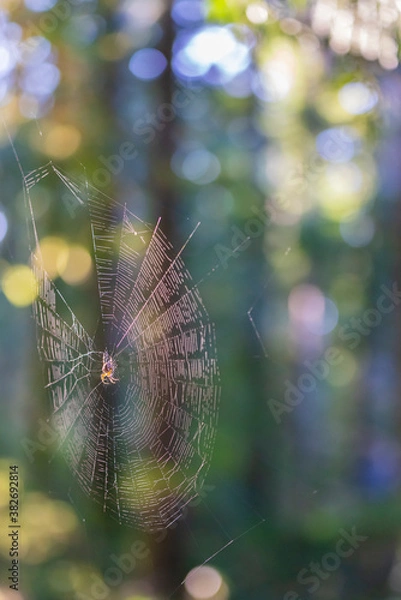 Fototapeta Spider web suspended between trees.