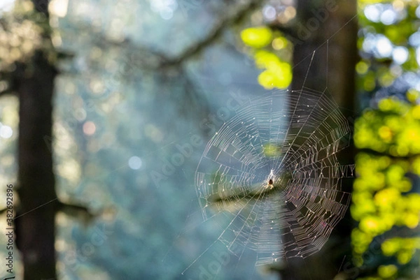 Fototapeta Spider in web in trees against blue background