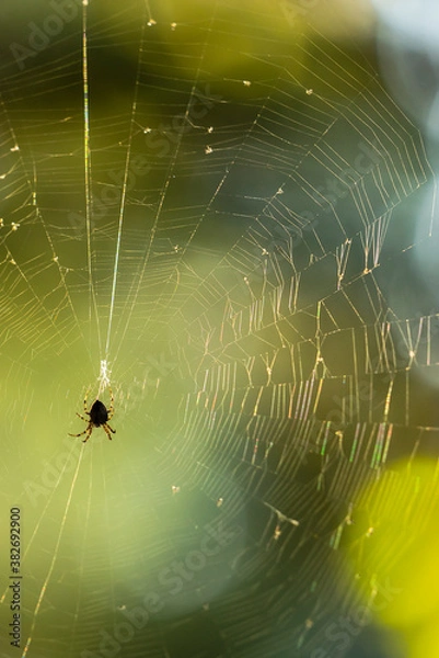 Fototapeta Scary spider in web against yellow background.