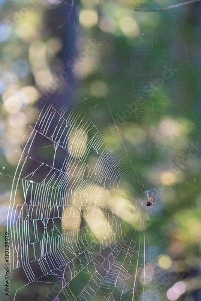 Fototapeta Spider and web in trees. 
