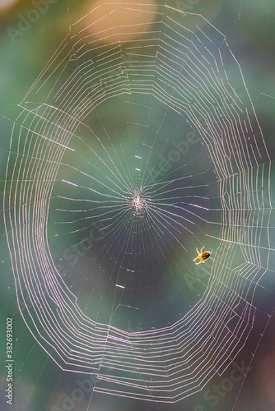 Fototapeta Spider web in the morning.