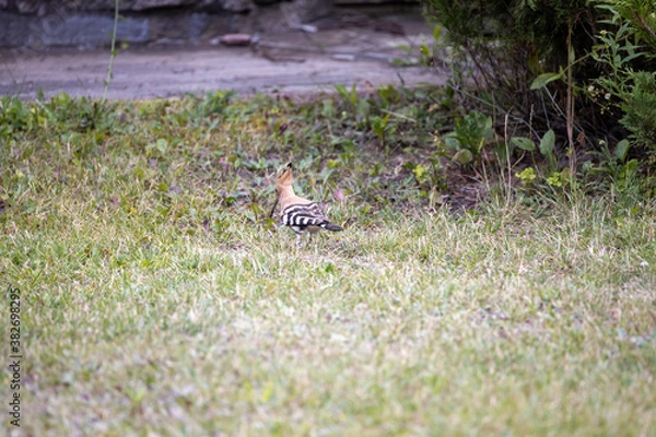 Fototapeta Bird hoopoe on green grass. Cloudy day.