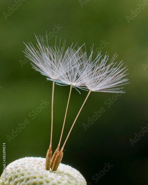 Obraz Dandelion seeds