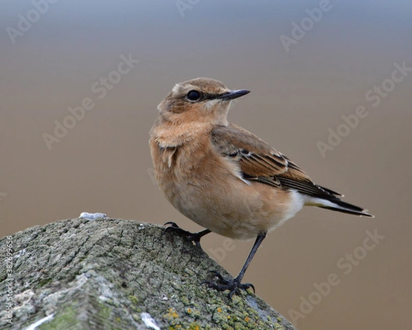 Obraz Wheatear