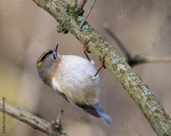 Obraz Goldcrest