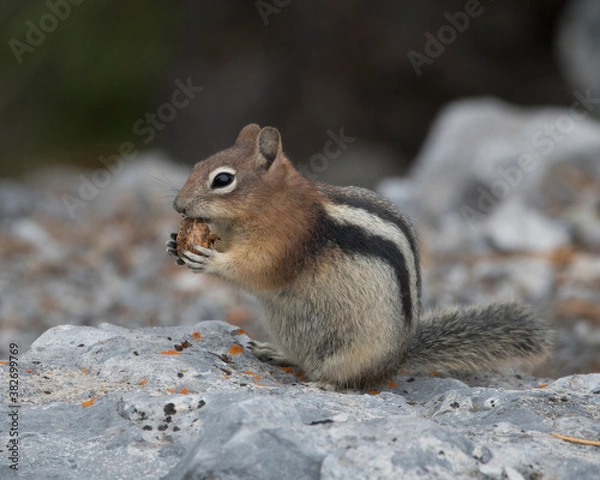 Obraz Ground squirrel with nut