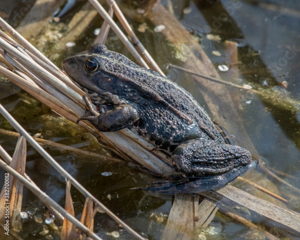 Obraz Marsh frog