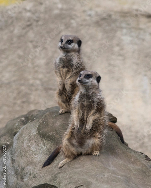 Obraz Meerkats