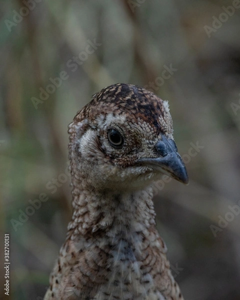 Obraz Pheasant chick