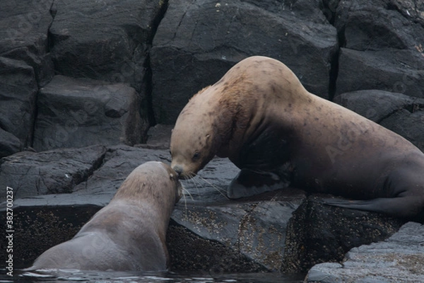 Obraz Sealed with a kiss