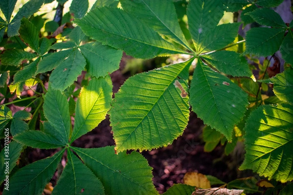 Fototapeta Trees Leaves in Light and Shade Close Up