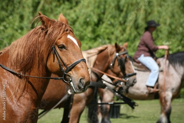 Fototapeta Kutschpferde