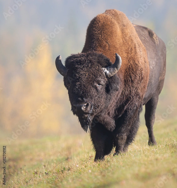 Fototapeta Bison in the fall