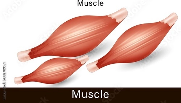 Obraz Anatomy of Human muscle. physiology of the muscular system. Muscle workout. exercise and muscle.  the detailed structure of the Muscular system vector illustration.