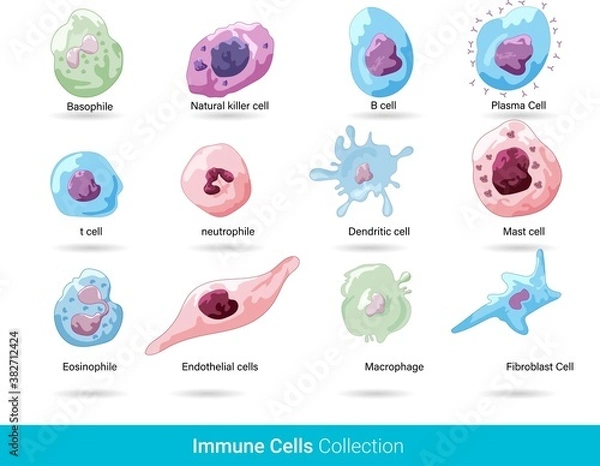 Fototapeta 
Cells of the Immune system. List of immune cells- dendritic, Mast, Neutrophil, Macrophage, Cell, Phagocytosis, Natural Killer, B, T, Eosinophil, Basophil, Endothelial, and Fibroblast. Body defense me