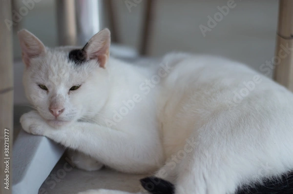 Obraz white cat under the table