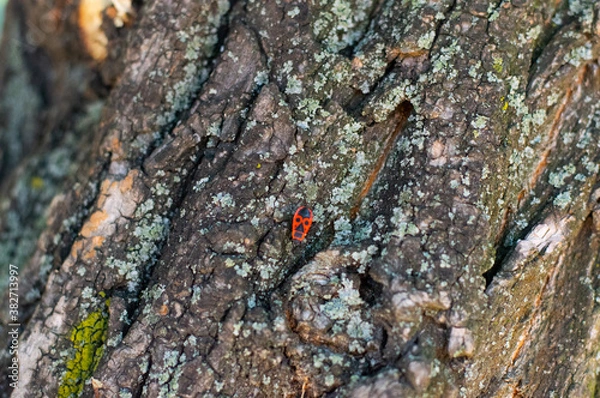 Obraz red bug on the tree