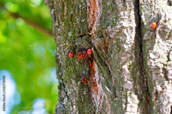 Obraz red bugs on the tree