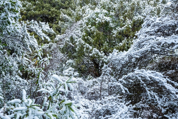 Obraz Winter wonderland