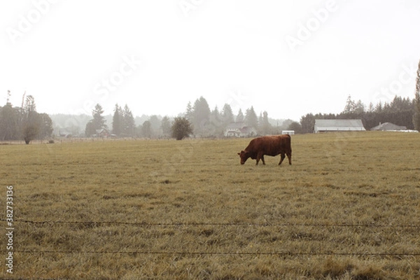 Obraz Cow field