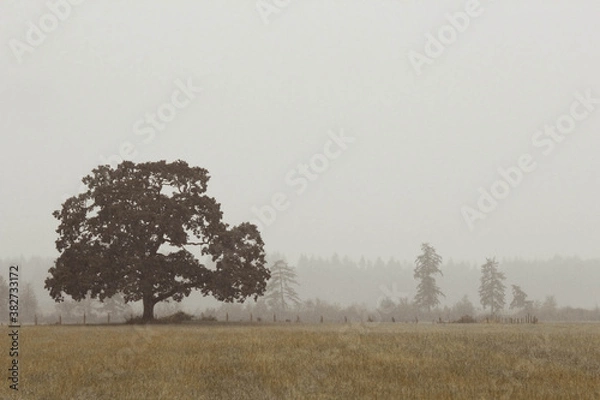 Obraz Foggy tree
