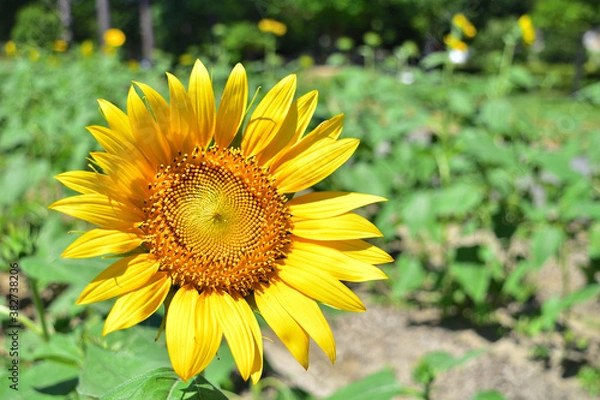 Fototapeta ひまわり　