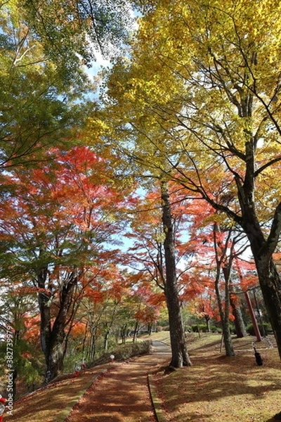 Obraz 山中湖の紅葉風景
