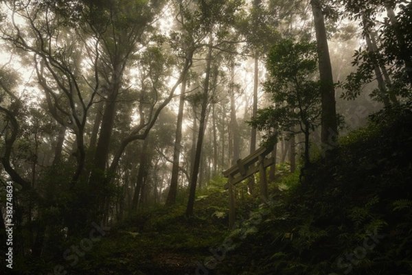 Obraz 朝もやの中の鳥居