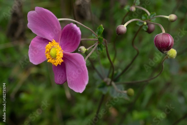 Obraz 秋のオキナ草