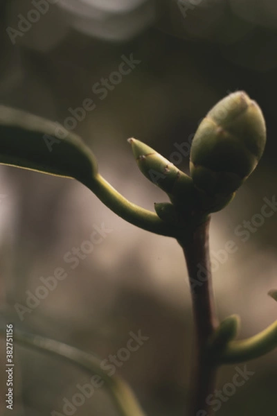 Obraz 秋の蕾