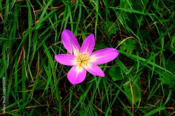 Obraz 野原の紫色の花