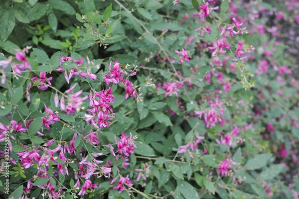 Obraz 赤紫色の萩の花