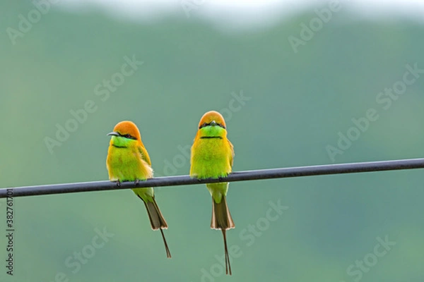 Obraz Two green birds Green Bee-eater  
Scientific Name Merops orientalis perched on a wire.