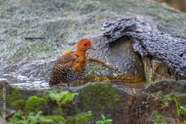 Obraz Red-legged Crake (Rallina fasciata) bathing on puddle in the rain forest. 