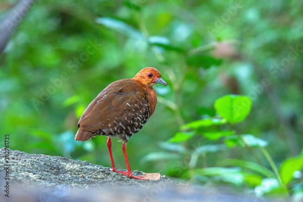 Obraz Red-legged Crake (Rallina fasciata)  in the rain forest. 