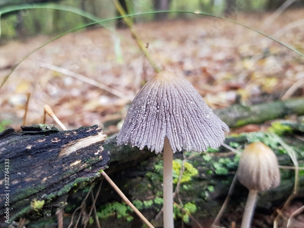 Obraz mushroom in the forest