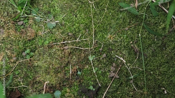 Obraz シダ　苔　コケ