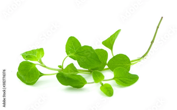 Fototapeta watercress an isolated on white background