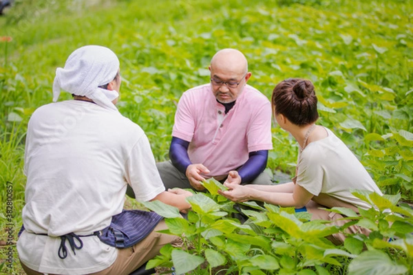Fototapeta 農業体験
