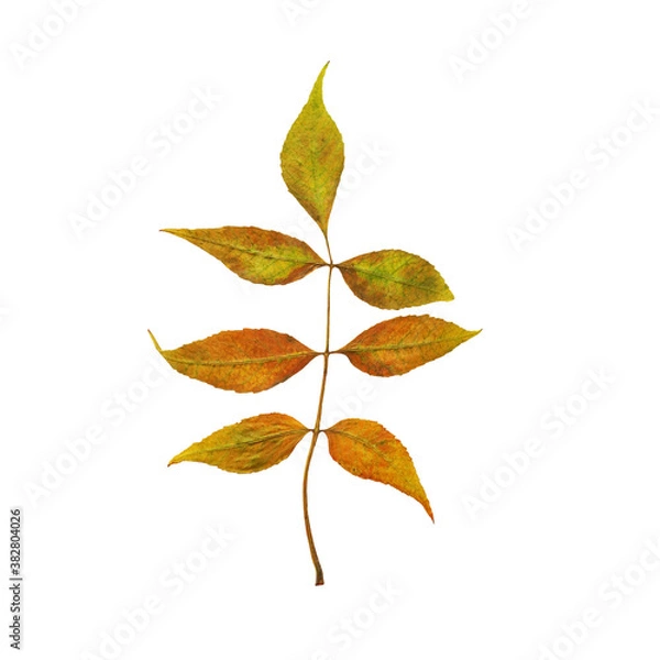 Fototapeta Branch wih five autumn brown, orange and green leaves