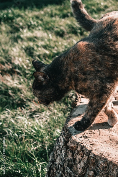 Fototapeta Location - Limbazi, Limbazu novads, Latvia. Shoot date - 04/23/2020. My cute cat sitting outside on a log posing.