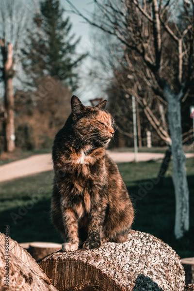 Fototapeta Location - Limbazi, Limbazu novads, Latvia. Shoot date - 04/23/2020. My cute cat sitting outside on a log posing.