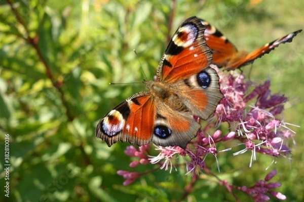 Fototapeta Tagpfauenauge