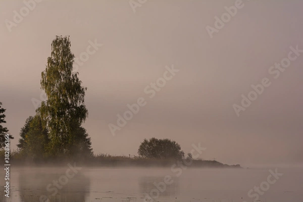 Fototapeta Trees by a beach in fog