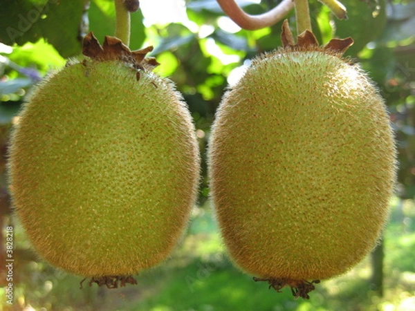 Obraz 2 Kiwi fruits