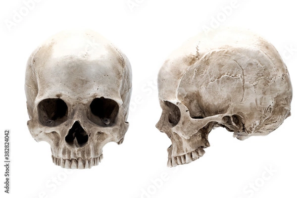 Fototapeta Side and front view of human skull isolated on white. Different positions. Forensic science and anatomy concept.