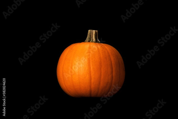 Fototapeta One small orange pumpkin lighten by dramatic studio light isolated on dark background.